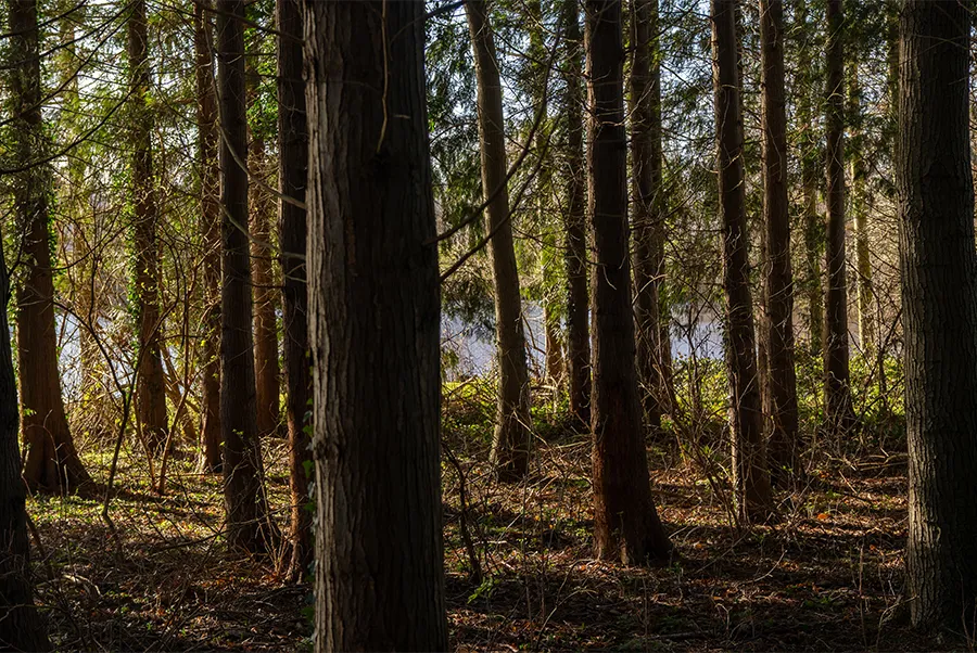 Water's Edge Forest 2