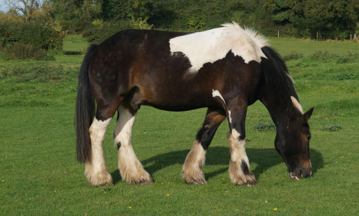 Dorset Heavy Horse Centre