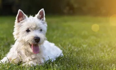 Articles Image Pet Friendly Country Houses To Rent