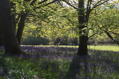 Colmers Rectory Grounds 1