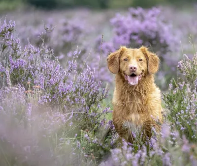 Luxury Pet Friendly Holidays Scotland