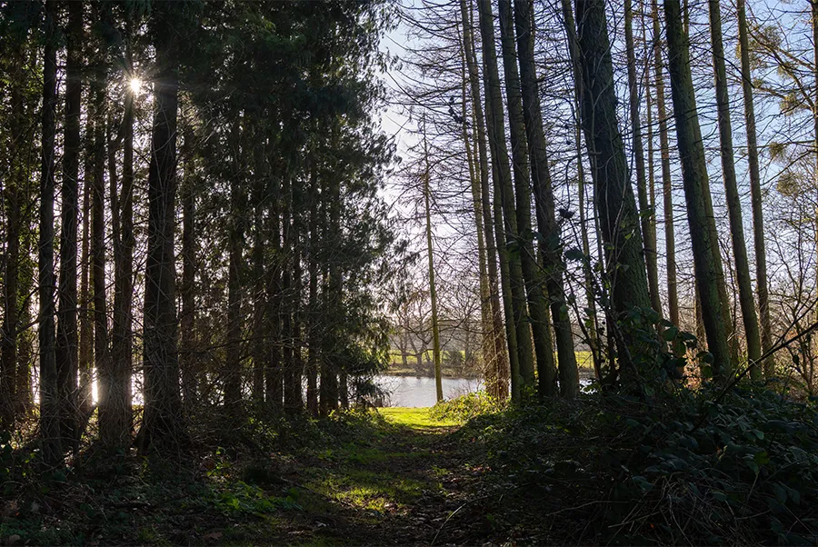 Water's Edge Forest 3